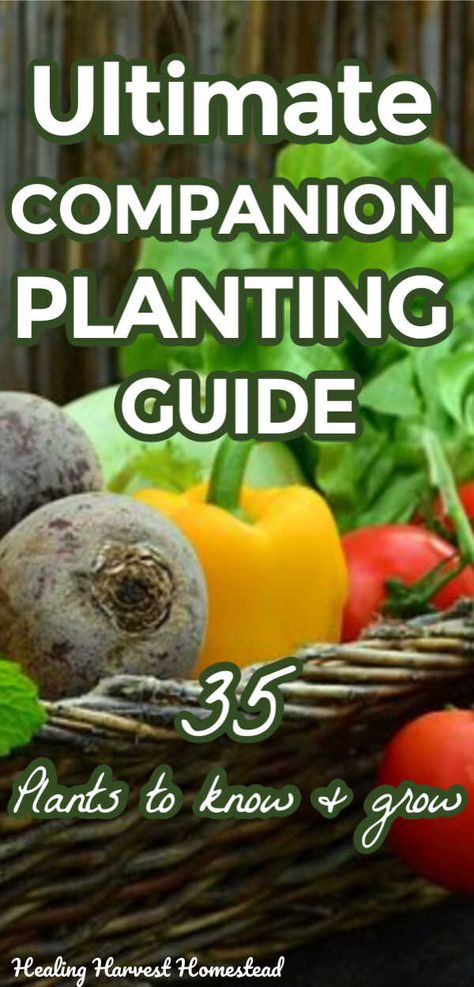 Vegetable Garden Planting Ideas, Herb Flowers, Planting Chart, Companion Planting Guide, Companion Planting Chart, Ladder Ideas, Companion Planting Vegetables, Companion Gardening, When To Plant Vegetables