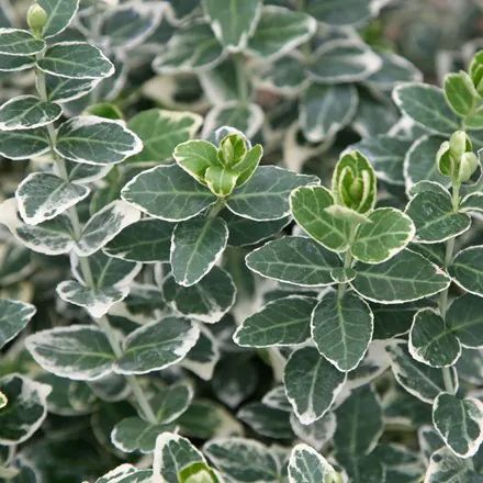 Buy Euonymus - Eventual size: Small - Delivery by Crocus Euonymus Alatus Compactus, Euonymus Fortunei, Garden Compost, Planting Shrubs, Garden Shrubs, Evergreen Plants, Low Maintenance Garden, Buy Plants, Flowering Shrubs