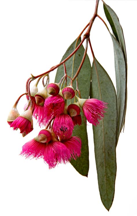 Eucalyptus flowers | How gorgeous is that fuchsia color?  #fuchsia #pods #ihavethisthingwithflowers Eucalyptus Flowers, Australian Native Garden, Australian Wildflowers, Australian Flowers, Australian Native Flowers, Australian Plants, Australian Native Plants, Australian Flora, Dry Creek