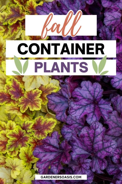 We’ve gathered together some of the most gorgeous fall plant container perennials and annuals for you to liven up your fall garden! Fall Container Gardening, Autumn Planters, Fall Container Plants, Full Sun Flowers, Fall Container Gardens, Spring Planter, Ornamental Kale, Fall Containers, Full Sun Perennials