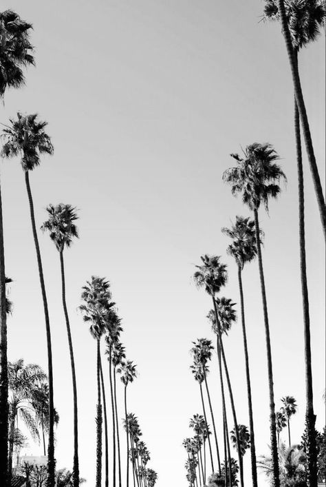 Cali Summer, La Aesthetic, Aesthetic City, Shotting Photo, Malibu Barbie, City Of Angels, Black And White Aesthetic, Summer Feeling, Summer Dream