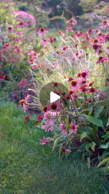 Inguna Smilsaraja. on Instagram: "SIMPLY NATURAL  Echinacea and grasses create a simple yet naturally beautiful combination that lasts for months.  I prefer dense perennial plantings with no bare soil exposed, as this provides a lush, naturalistic look and minimizes the need for weeding.   Enjoy the weekend everyone! 🌸🌾🌸🌾🌸🌾  Ehinācijas ar graudzālēm labi izskatās vairākus mēnešus. Man patīk blīvi ziemciešu stādījumi, kur nav redzama plika zeme.  Vienkārši, skaisti, dabiski un nav jāravē.  Jauku nedēļas nogali visiem!  . . . #echinacea #echinaceapurpurea #coneflowers #naturalgarden #naturalisticplanting #perennialgarden #mygarden #summergarden #dārzs #prettyflowers #flowergarden #perennials #jardin #giardino #garten" Echinacea Garden, Needle Painting, Naturally Beautiful, Punch Needle