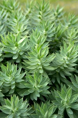 Euphorbia rigida | /RHS Gardening Euphorbia Rigida, Sarah Price, Kerb Appeal, Orchid Show, Gravel Garden, Garden Types, Herbaceous Perennials, Chelsea Flower, Garden Landscape Design