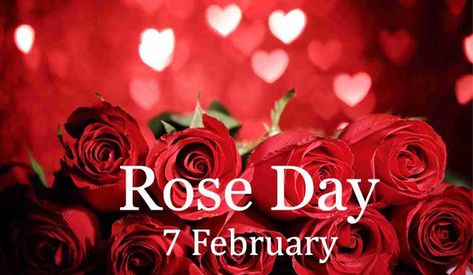 Happy Rose Day wishes, quotes, greetings for your Bf, Gf, husband, wife, and friends Rose Day Wallpaper, Rose Day Shayari, Bunch Of Red Roses, Happy Rose Day, Valentine Day Week, Valentines Day Quotes For Him, Rose Day, Propose Day, Teddy Day