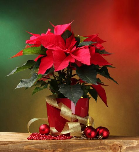 How To Care For Your Poinsettia – THE Christmas Plant Christmas Tree Poinsettia, Poinsettia Care, Poinsettia Plant, Christmas Plants, Christmas Poinsettia, Trendy Flowers, Christmas Flowers, Christmas Tree With Gifts, About Christmas