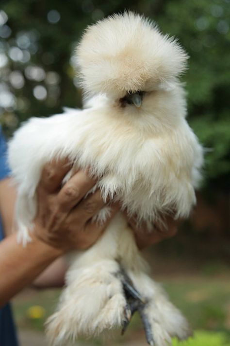 Is This Not the Best Chicken You've Ever Seen? (Her Name Is  Izzy-Belle.) Silky Chicken, Silkie Bantam, Bantam Chicken, Fluffy Chicken, Chicken Pictures, Fancy Chickens, Silkie Chickens, Chicken Hen, Beautiful Chickens