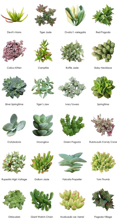 Blackwoods.co.za Succulent Identification Charts - Blackwoods.co.za Identifying Succulents, Suculent Plants, Tanaman Sukulen, Succulent Names, Types Of Succulents Plants, Kaktus Dan Sukulen, Tanaman Indoor, نباتات منزلية, Succulent Garden Design