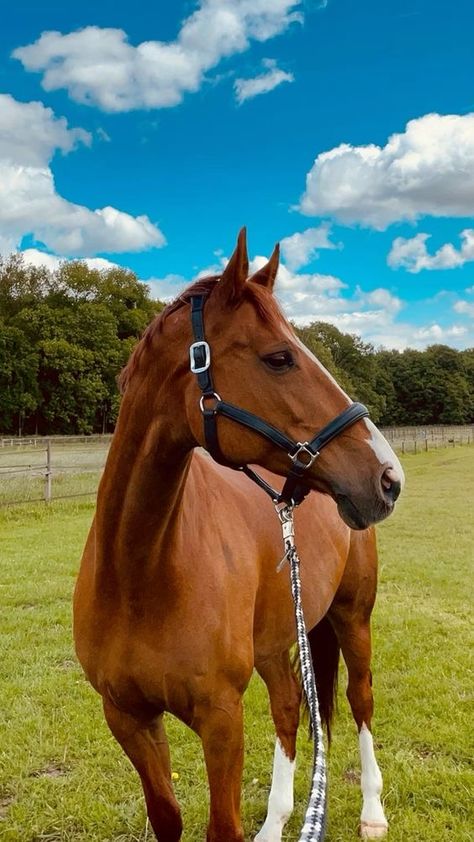 Equitation Aesthetic, Horse Smiling, Brown Horses, All Horse Breeds, Equestrian Aesthetic, Cute Horse Pictures, Horse Riding Equestrian, English Horse, Horse Wallpaper