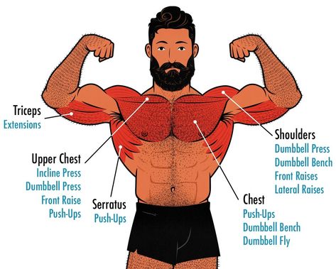 The Best Dumbbell Chest Exercises & Workout Dumbbell Chest Exercises, Dumbbell Chest Workout, 5 Day Workouts, Hypertrophy Training, Dumbbell Fly, Dumbbell Shoulder, Dumbbell Exercises, Chest Exercises, Push Day