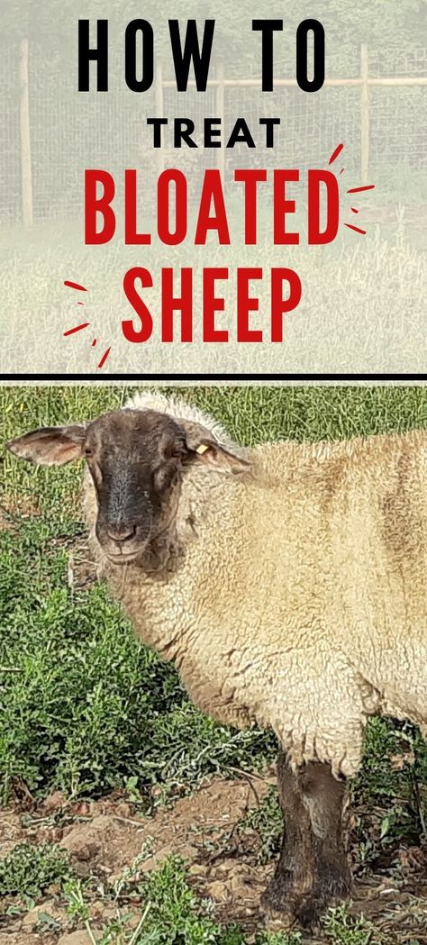 Did your sheep get into the grain and gorge themselves? It's time for some fast action! Here's how you can treat a grain-bloated sheep! Sheep Pen Ideas, Raising Sheep For Beginners, Show Sheep Tips, Caring For Sheep, Backyard Sheep, Sheep Treats, Fiber Farm, Raising Sheep, Sheep On Farm