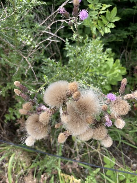 Creeping thistle Creeping Thistle, Texas Thistle, Bird And Thistle Wallpaper, Birds And Thistle Wallpaper, Blessed Thistle, Pattern