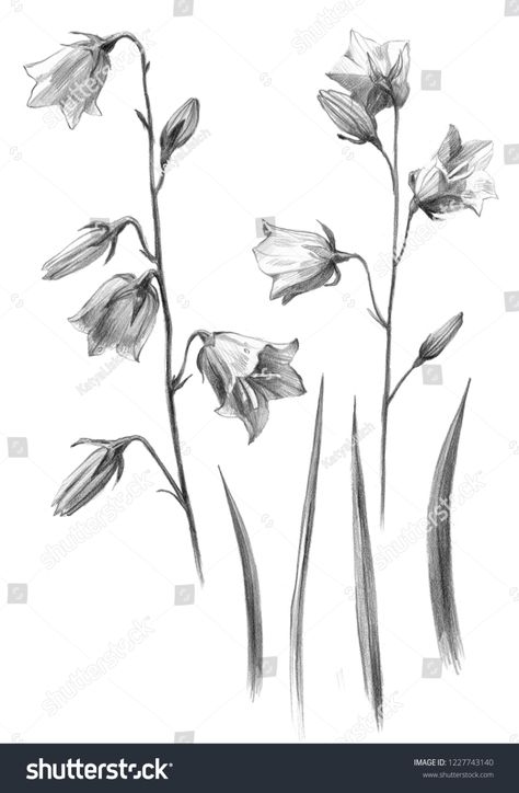 Flower Bell Set Hand Draws Simple Stock Illustration 1227743140 Bell Flowers Drawing, Bellflower Drawing, Bellflower Tattoo, Bell Flower Tattoo, Bell Tattoo, Canterbury Bells, Belle Tattoo, Posy Flower, Flowers Sketch