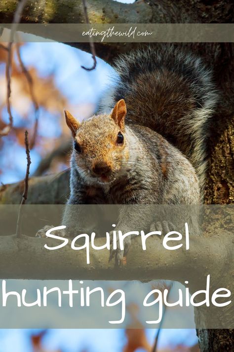 Squirrel hunting can be a great past time, and a means to put food on the table. This guide teaches you everything you need to know to get your first squirrel. #squirrel #smallgame Hunting With Dogs, Squirrel Species, Bow Hunting Tips, Squirrel Hunting, Eastern Gray Squirrel, Nomadic Life, Hunting Guide, Hunting Stuff, Game Hunting