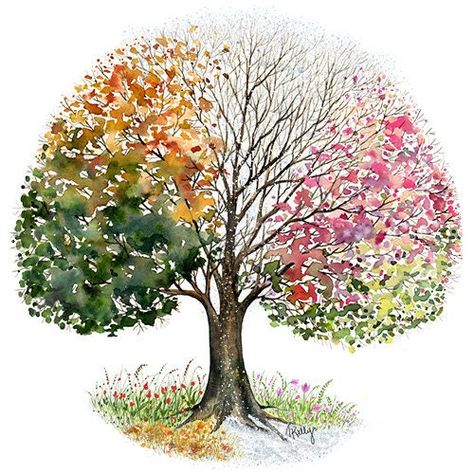 4 Season Tree, Bonsai Tree Painting, Four Seasons Painting, Four Seasons Art, Season Tree, Hagerstown Maryland, Drawings For Boyfriend, Tree Watercolor Painting, Tree Watercolor