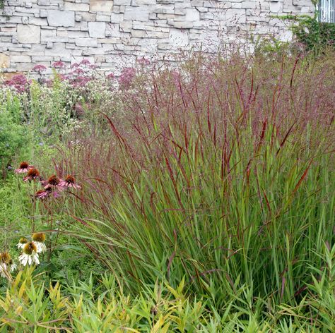 Panicum "shenandoah' switchgrass.  this was the grass across from lamps plus. Panicum Virgatum Shenandoah, Panicum Shenandoah, Panicum Virgatum, Prairie Fire, Grass Type, Dig Deeper, Grasses Landscaping, Grasses Garden, La Face