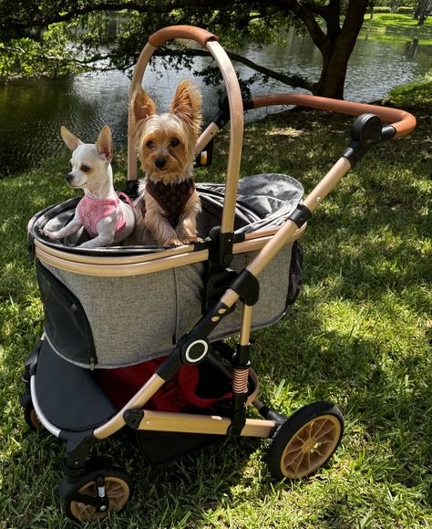 Ready for adventure? Explore the world with our Bicystar Foldable Stroller!
Get 15% off your first order and hit the road in style! 🚀 
Use Code: PET151515 at checkout
OrderNow https://www.rfr.bz/pnoeyoj #StrollinWithFurBabies #PetStrollerLove #DoggyDrive #DogWalksMadeEasy Pet Travel Carrier, Pet Strollers, Dog Stroller, Pet Stroller, Travel Carrier, Pet Bag, Adventure Explore, Hit The Road, Fashion Toys