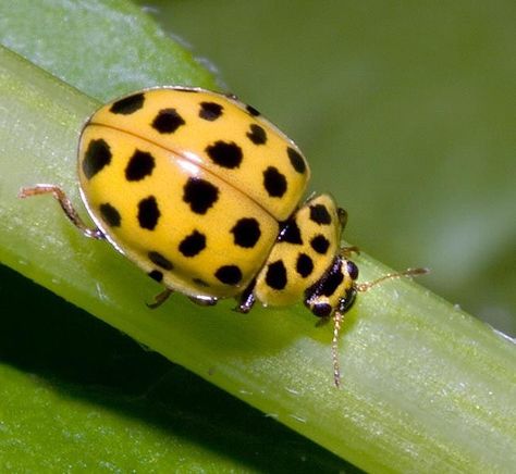 Mariquita amarilla Tortoise Beetle, Yellow Ladybug, Ladybug Wallpaper, Types Of Mold, Beautiful Bugs, Arachnids, Bugs And Insects, English Translation, Love Bugs