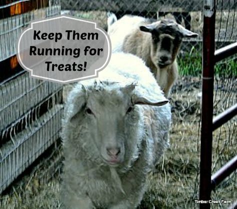 Giving your animals a treat a day keeps the boredom away. Your chickens, ducks, goats and sheep will look forward to seeing you arrive with treats to eat. Sheep Treats, Homestead Livestock, Raising Livestock, Goats And Sheep, Backyard Ducks, Goat Care, Livestock Guardian Dog, Backyard Farm, Modern Homesteading