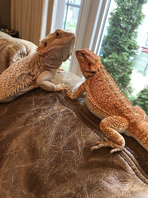 20 Cute Facts About Bearded Dragons Bearded Dragon Cute Funny, Full Grown Bearded Dragon, Bearded Dragon Shedding, Bearded Dragon Photography, Bearded Dragon Aesthetic, Bearded Lizard, Fancy Bearded Dragon, Beard Dragon, Lizard Drawing