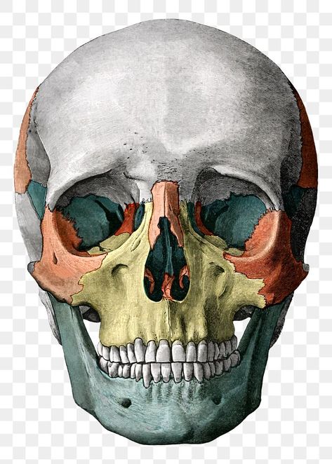 Skull And Brain, Skeleton Vintage, Vintage Anatomy, Skull Png, Png Vintage, Colorful Skulls, Human Skull, Public Domain Images, Vintage Illustration