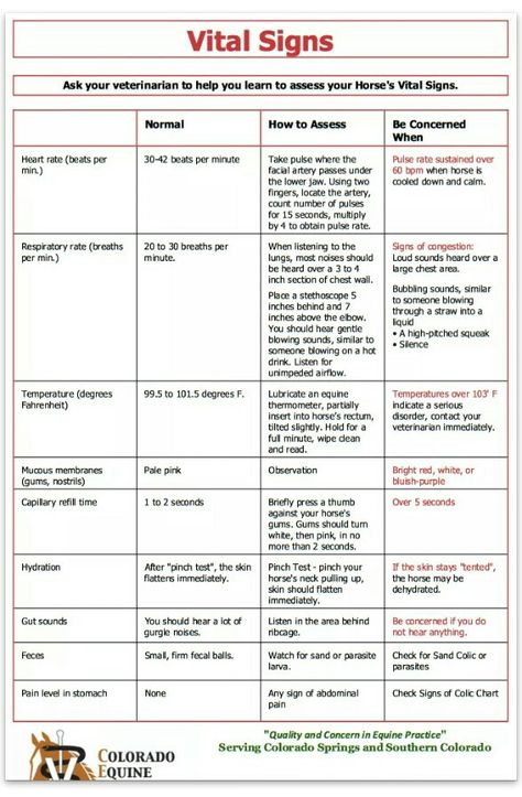 Vital Signs Horse Vital Signs, Vet Tech Vital Signs, Equine Vet Assistant, Equine Vet Notes, Equine Vet Tech, Equine Studies, Equine Science, Vet Tech School, Dressage Exercises