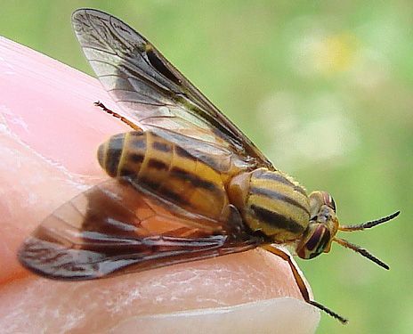 Useful Birthday Gifts, Natural Bug Killer, Deer Flies, Deer Fly, Blue Container, Louisiana Swamp, Fly Control, Diy Pest Control, Fishing Diy