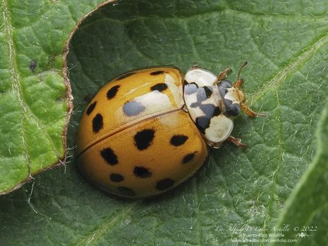 multicolored Asian lady beetle (Harmonia axyridis) Lady Beetle, Arachnids, Butterfly Art, Alfredo, Sea Creatures, Bugs, Insects, Animals, Art