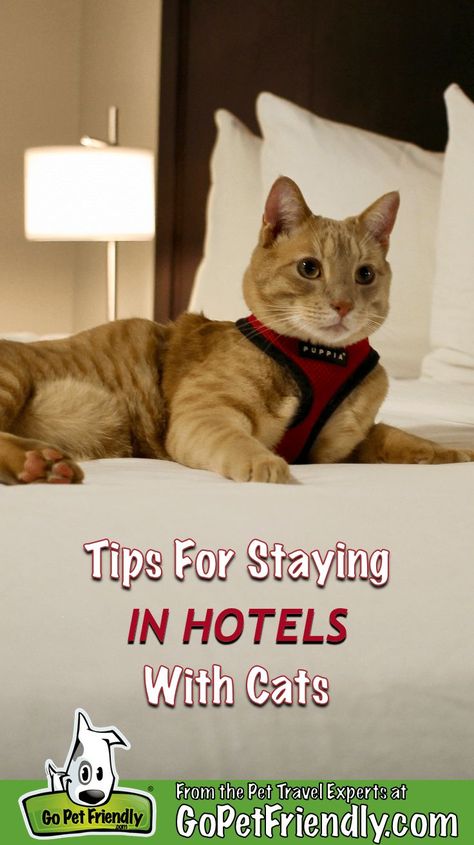 Traveling with an adventure cat? Here's what you need to know about staying in a hotel with yours. #adventurecat Cat Hotel, Adventure Cat, Cat Exercise, Travel Buddy, Kitten Care, Pet Friendly Hotels, Cat Travel, Cat Training, Pet Hacks