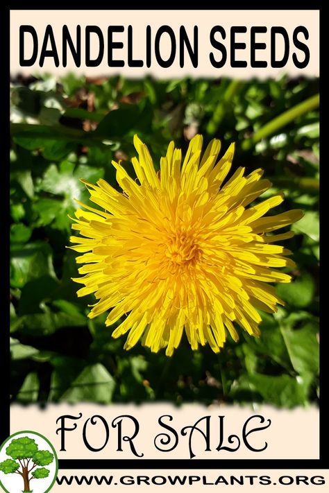 Dandelion seeds for sale - Gardening all need to know before buy this plant Tips, amount of water, sun exposure, planting season, blooming season, hardiness zone, height of the plants, if it’s grow as houseplant and much more #Gardening, #Plants Kerria Japonica, Black Eyed Susan Vine, Dandelion Plant, Plant Tips, Dandelion Seeds, Easy Plants To Grow, Gardening Plants, Grow Plants, Dandelion Seed