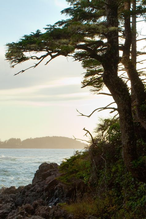 Forest Meets Ocean, Coastal Redwood, Tofino Bc, Redwood Forest, Rain Forest, Summer Road Trip, Forest House, Island Weddings, Vancouver Island