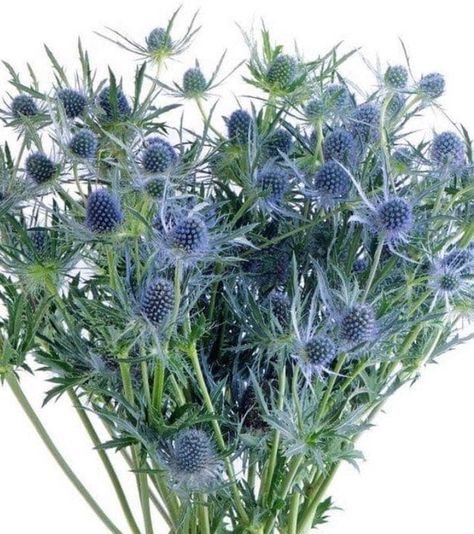 Eryngium 'Blue Glitter ' Eryngium Planum   Long-lasting specialty cut.   Looking for a perennial that will grow in that hot, sun-baked spot in your landscape? Sea Holly is just the plant! It thrives in that type of climate, and even grows in high-salt soils too (think seaside). Easy Garden Flowers, Gardening Flowers Ideas, Garden Flowers Ideas, Blue Orchid Flower, Holly Plant, Holly Blue, Gardens Flowers, Flower Identification, Blue Flower Painting