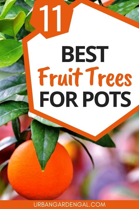 Growing fruit trees in pots Trees For Pots, Best Fruit Trees To Grow, Growing Strawberries Vertically, Trees In Containers, Growing Strawberries In Containers, Pioneer Living, Small Fruit Trees, Suburban Homestead, Fruit Trees In Containers