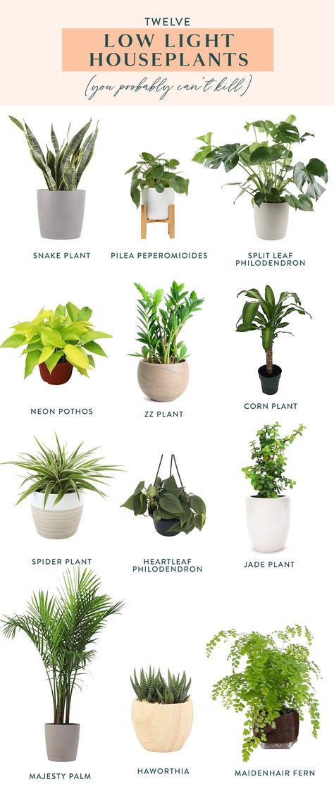 Are you looking to start an indoor plant hobby? This list of low light houseplants is full of low maintenance and easy to grow indoor plants that will brighten up your home decor! Click to see all twelve plants and decide which is right for your home. #indoorplant #houseplant #homedecor #gardening Tanaman Air, Low Light House Plants, Indoor Plants Low Light, Houseplants Low Light, Tattoo Plant, Low Light Indoor Plants, نباتات منزلية, Household Plants, Corn Plant