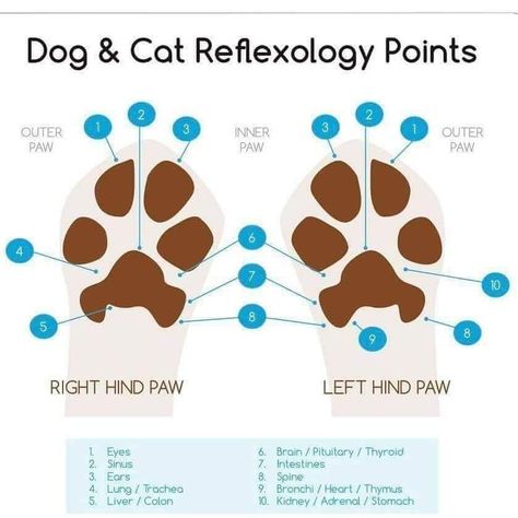 Dog & Cat reflexology points Essential Oils For Fleas, Pet Healing, Reflexology Points, Mobile Pet Grooming, Cat Massage, Animal Reiki, Cat Essentials, Dog Grooming Business, Cat Care Tips