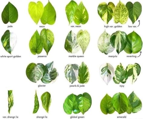 Pathos Plant, Pothos Cuttings, Cebu Blue, Marble Queen Pothos, Epipremnum Aureum, Epipremnum Pinnatum, Plant Varieties, Pothos Plant, Blue Neon