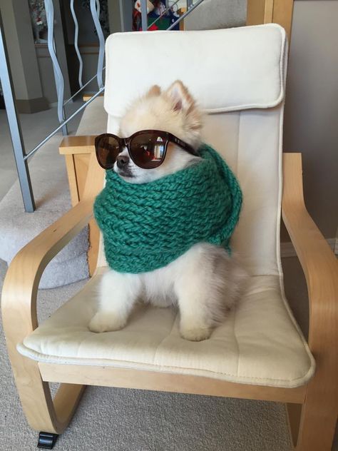 He ordered a grande non fat skinny latte with no whip but it still wasnt skinny enough - Imgur Pomeranian Puppy, Animals Images, Funny Animal Pictures, A Chair, 귀여운 동물, Pom Poms, Funny Photos, Funny Cute, Puppy Love