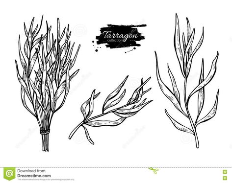 Tarragon Tarragon Tattoo, Herb Tattoo, Product Sketch, Hand Drawn Illustration, Drawn Illustration, Drawing Set, Vector Hand, Line Drawing, Nature Art