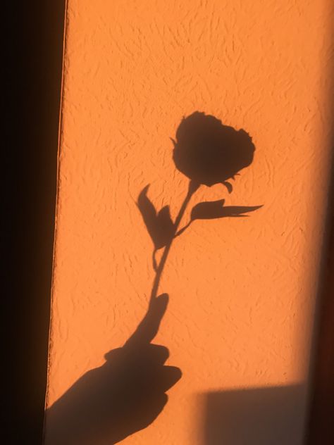 Shadow Pfp, Aesthetic Shadow, Aesthetic Wallpaper Black, Shadow Aesthetic, Flower Shadow, Flower Stock, Aesthetic Flower, Wallpaper Black, Black Aesthetic Wallpaper