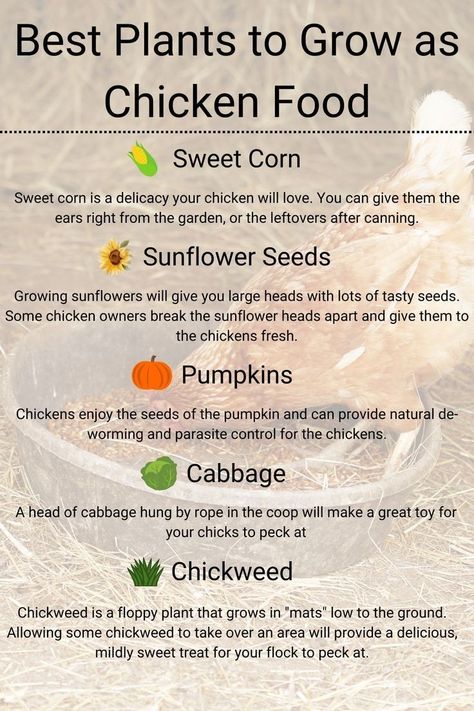 #chickens #backyardchickens #plantsforyourchickens #chickenfood Plants To Grow For Chickens To Eat, What To Grow To Feed Chickens, Chicken Garden Plants, Chicken Herb Garden, Garden For Chickens, All Things Chickens, Grow Chicken Feed, Chicken Friendly Plants, Plants In Chicken Run