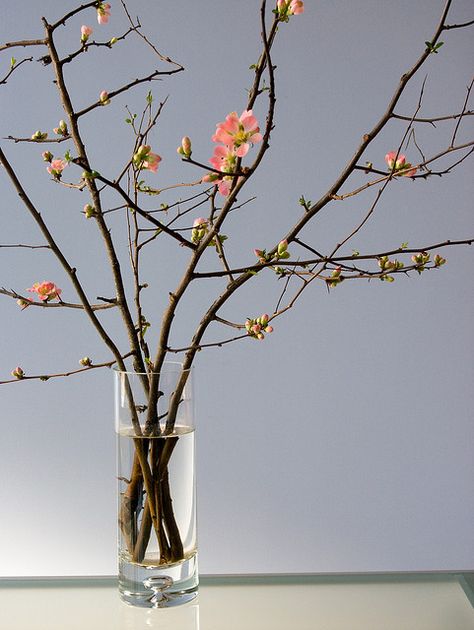 Flowering quince branches Quince Branches In Vase, Tree Branch Arrangements, Quince Branches, Budding Branches, Branch Centerpieces, Vase With Branches, Flowering Quince, Dogwood Branches, Flower Branches