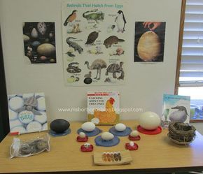 Egg Science, Oviparous Animals, Science Area, Reggio Classroom, Preschool Rooms, Easter Preschool, Magnifying Glasses, Inquiry Based Learning, Spring Preschool