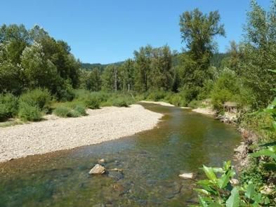 Bumblebee Campground, Idaho Panhandle National Forests - Recreation.gov Forest Camping, Washington Travel, Dense Forest, Coeur D'alene, Base Camp, Summer Dream, National Forest, Bumble Bee, Idaho