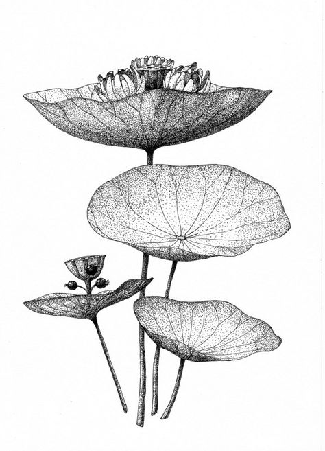 Stippling Art, Nature Drawing, Plant Drawing, Botanical Drawings, Ink Illustrations, Pen Art, Water Lilies, A Drawing, Flowers And Leaves