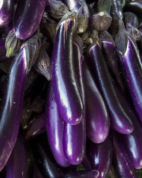 Eggplant Aesthetic, Imperial Purple, Purple Stuff, Purple Eggplant, Purple Food, Purple Girls, Eggplant Purple, Lavender Wedding, All Things Purple