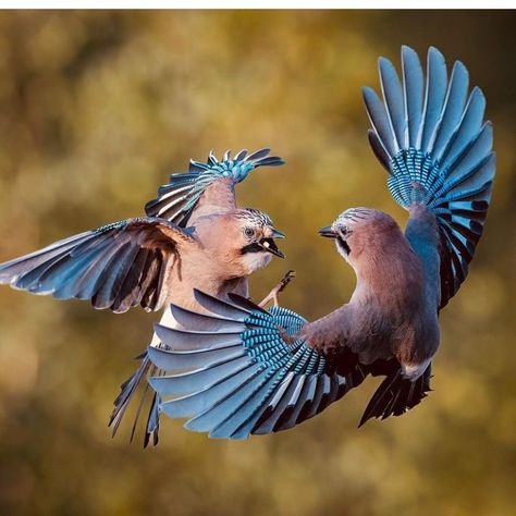 Bird Attacking, Flying Reference, Eurasian Jay, Bird Ideas, Weird Birds, Birds Photography Nature, Drawing Help, Birds Photography, Animal Reference