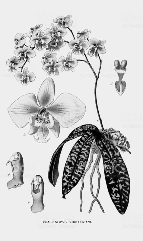 Orchid Plant Tattoo, Black And Grey Orchid Tattoo, Art Nouveau Orchid Tattoo, Orchid Tattoo Black And White, Alocasia Tattoo, Tattoo Portfolio Apprentice, Edwardian Flowers, Plants Tattoo, Orchid Illustration