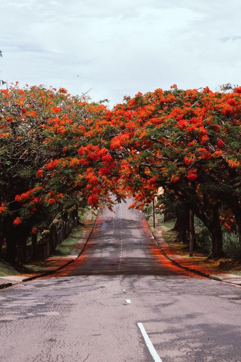 Suva, Fiji Fiji Photography, Suva Fiji, Trees Nature, City Aesthetic, Mauritius, Beautiful Views, Lightroom, Canon, Country Roads