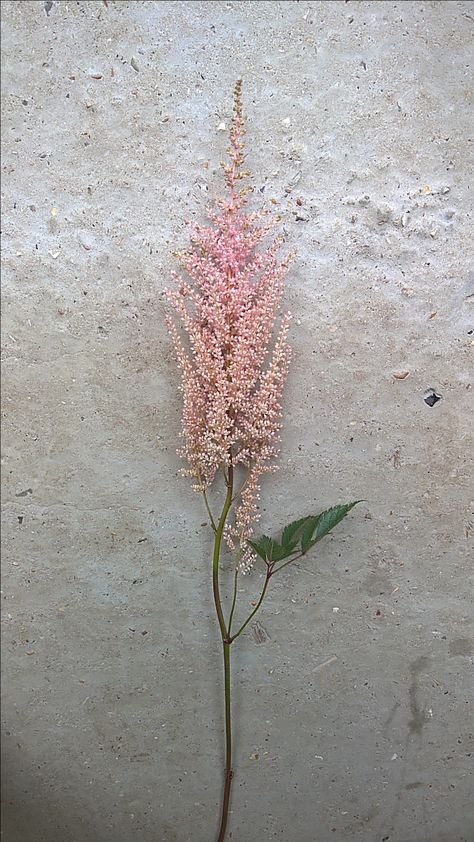 Astilbe Erika Astilbe Tattoo, Evolving Tattoo, Bead Embroidery Patterns, Pencil Art Drawings, Flower Farm, Bead Embroidery, Fall Flowers, Summer Flowers, Pencil Art