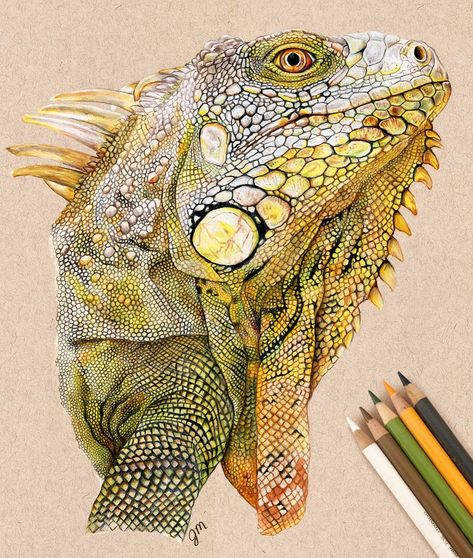 Finally finished! I’m really happy with how this piece turned out. I used strathmore toned tan paper and a mixture of polychromos,… Colorful Animal Art, Drawing With Charcoal, Owl Tattoo Drawings, Colored Pencil Artwork, Pix Art, Image Nature, Art Mixed Media, Colorful Animals, Animals Artwork