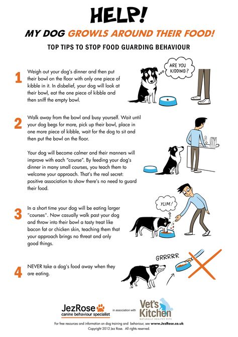 HELP! My dog growls around their food! Top tips to stop food guarding behavior (printable poster) Dog Growling, Dog Brain, Bad Behavior, Best Dog Training, Dog Info, Aggressive Dog, Dog Training Obedience, Guard Dogs, Pet Training